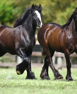 Gypsy Vanner 010