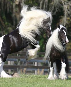 Gypsy Vanner 012