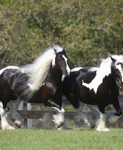 Gypsy Vanner 013