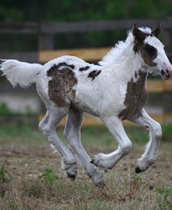 Gypsy Vanner 024