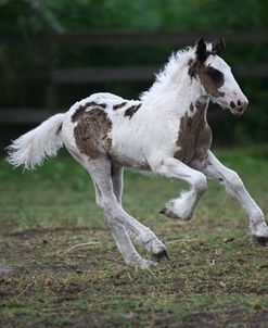 Gypsy Vanner 026