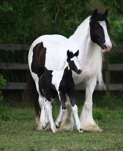 Gypsy Vanner 028