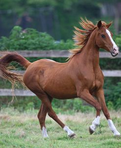Gypsy Vanner 029