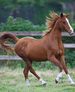 Gypsy Vanner 029