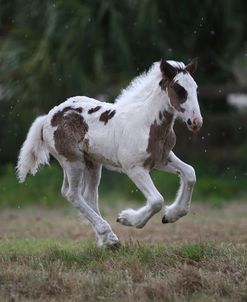 Gypsy Vanner 020