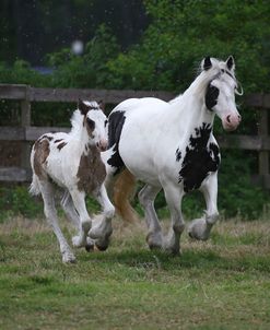 Gypsy Vanner 021