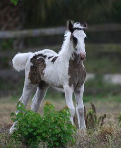 Gypsy Vanner 023