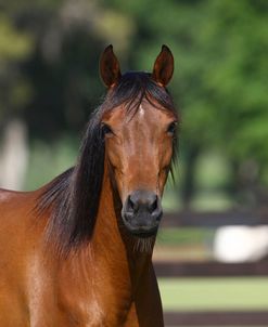 Hennessy Arabians 002