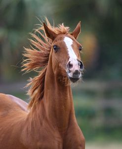 Gypsy Vanner 030