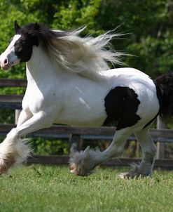 Gypsy Vanner 031