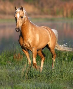 Palomino Lusitano 001