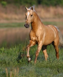 Palomino Lusitano 002