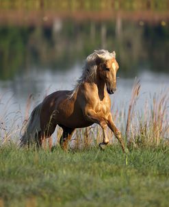 Palomino Lusitano 003