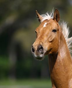Palomino Warmbloods 002