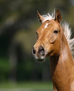 Palomino Warmbloods 002