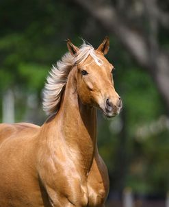 Palomino Warmbloods 003