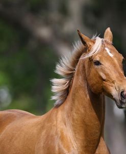 Palomino Warmbloods 005