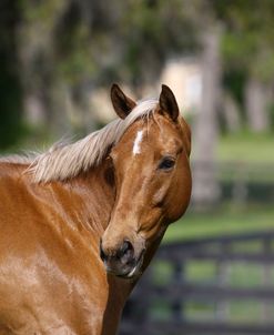 Palomino Warmbloods 007