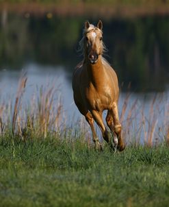 Palomino Lusitano 004