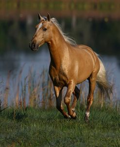 Palomino Lusitano 005