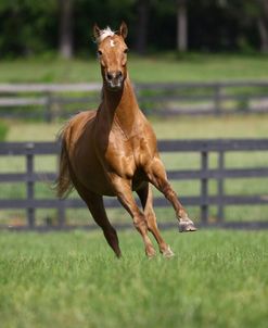 Palomino Warmbloods 001