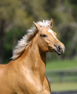 Palomino Warmbloods 012