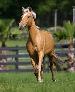 Palomino Warmbloods 013