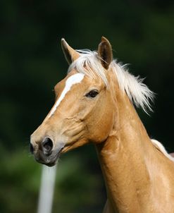 Palomino Warmbloods 014