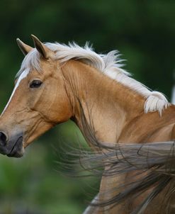 Palomino Warmbloods 015