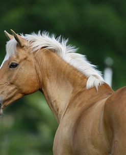 Palomino Warmbloods 016,