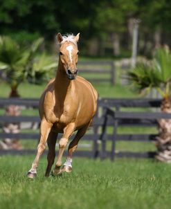 Palomino Warmbloods 017