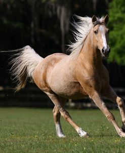 Palomino Warmbloods 008