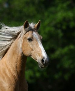 Palomino Warmbloods 009