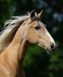 Palomino Warmbloods 010