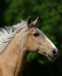 Palomino Warmbloods 011