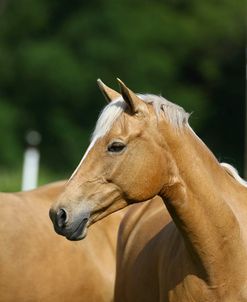 Palomino Warmbloods 022