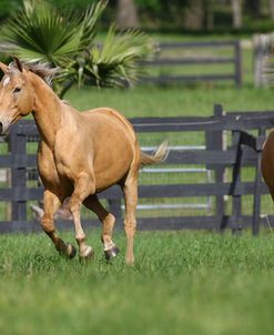 Palomino Warmbloods 023