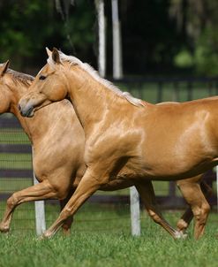 Palomino Warmbloods 018