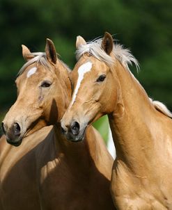 Palomino Warmbloods 019