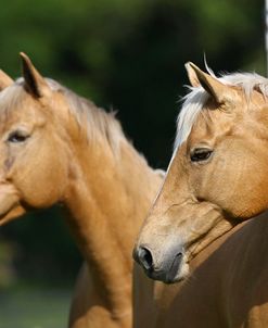 Palomino Warmbloods 020