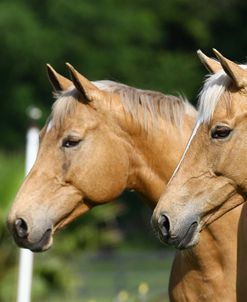 Palomino Warmbloods 021