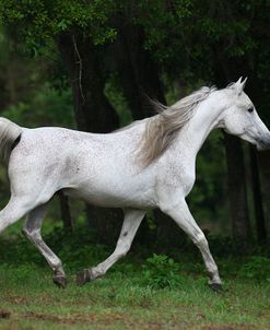 Ploomwood Arabians 002