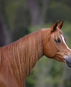 Ploomwood Arabians 018