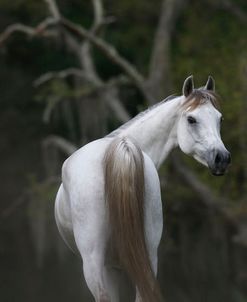 Ploomwood Arabians 021