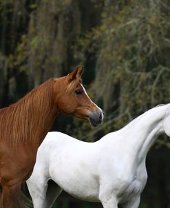 Ploomwood Arabians 022
