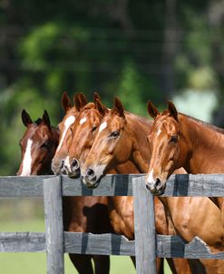 Polo Ponies 002