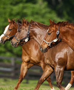 Quarter Horses 002