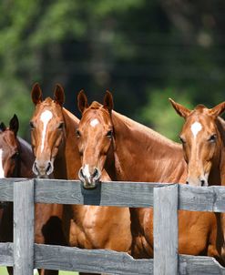 Polo Ponies 003