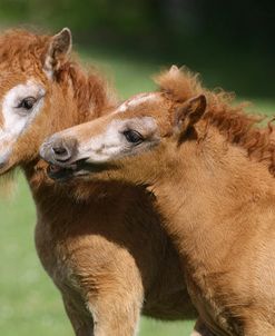 Shetland Foals