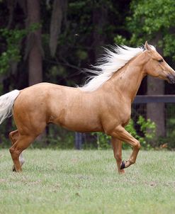 Quarter Horses 008